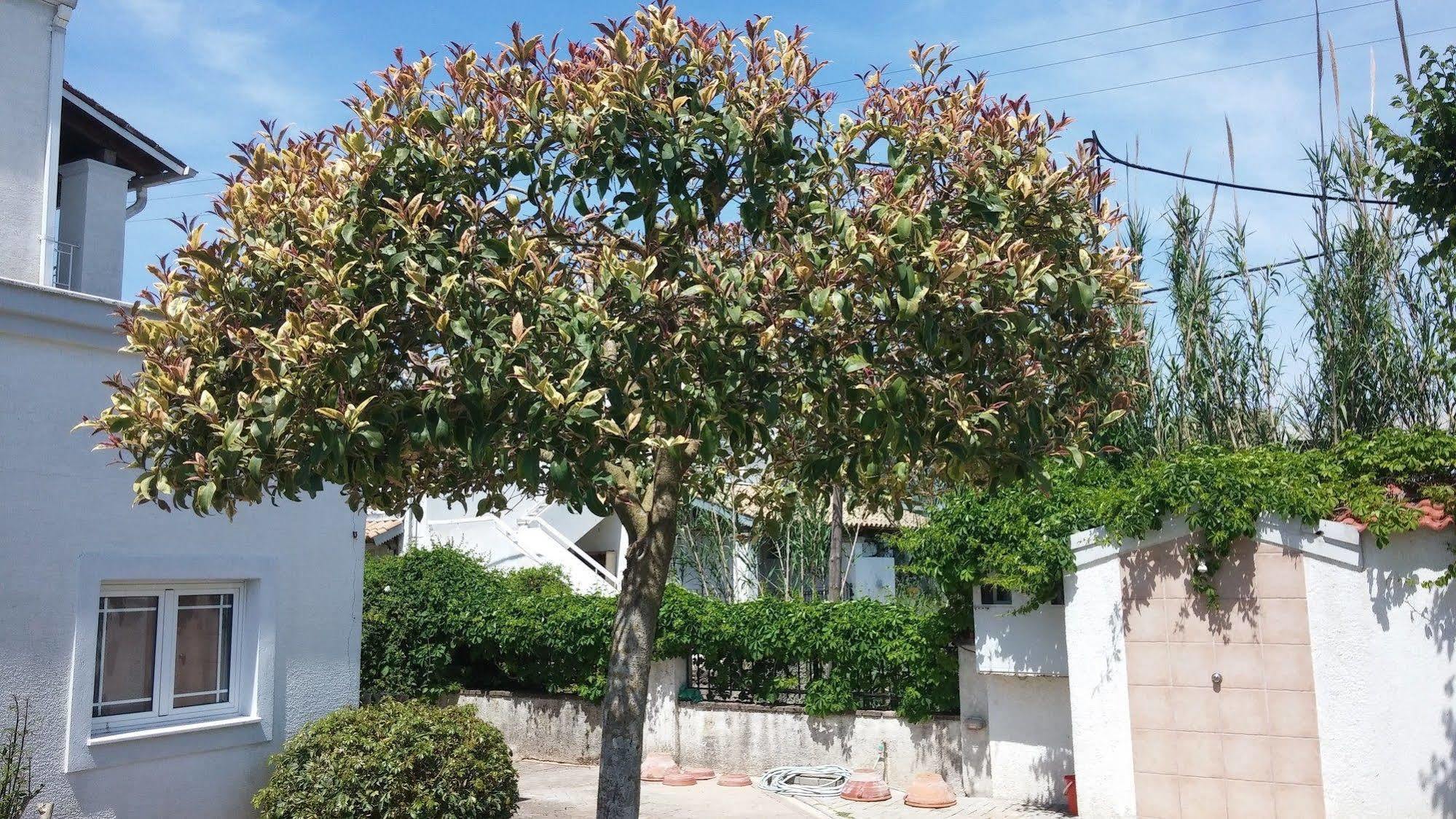 Corfu Anastasia Kontokali Esterno foto